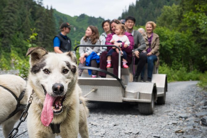 A signature moment from Wilderness Dog Sled Ride and Tour in Seward